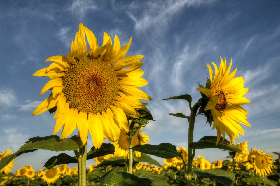 Sunflowers outdoors blue sunflower