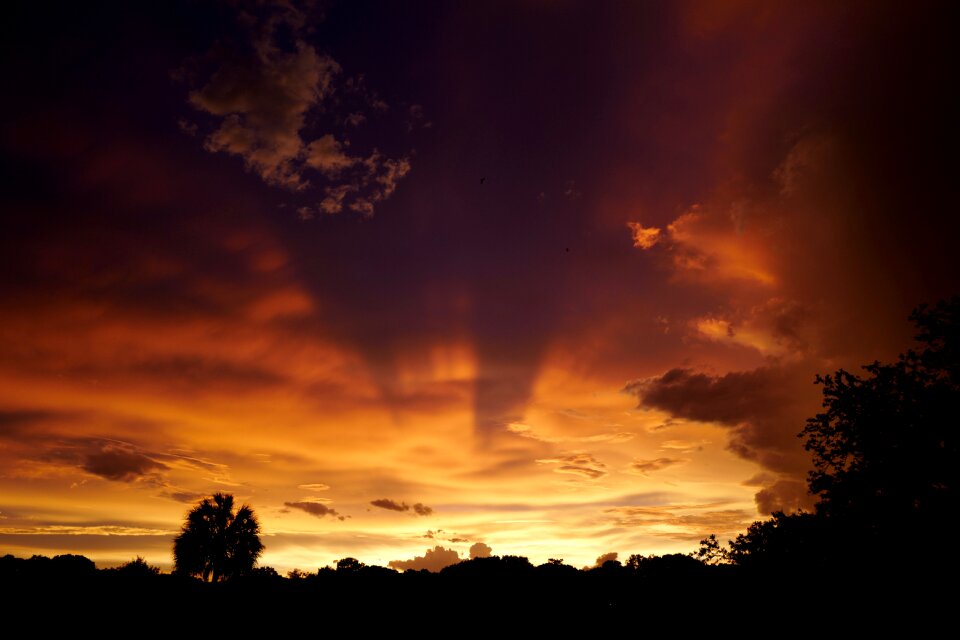 Sky trees nature photo