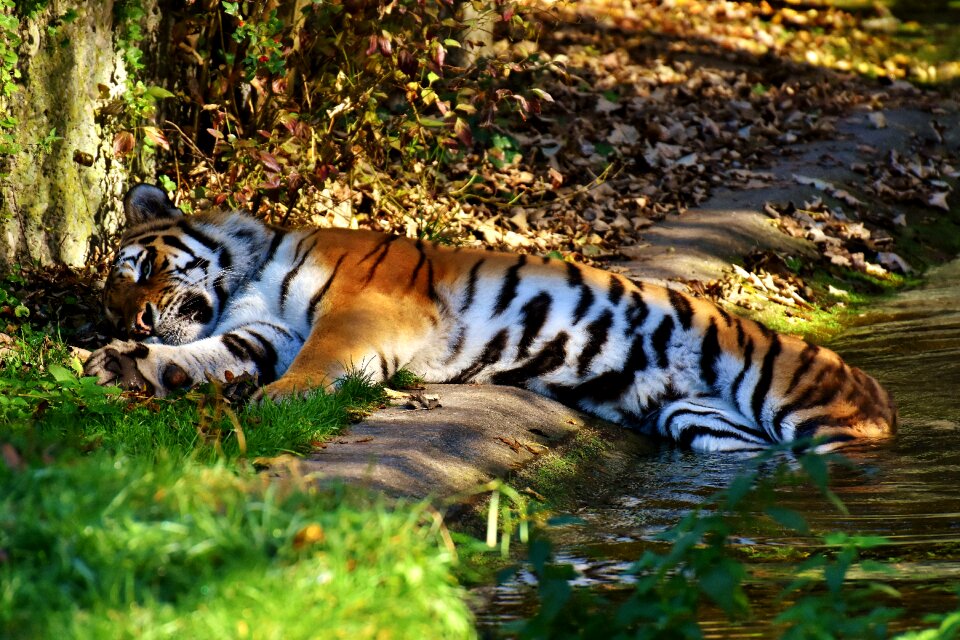 Beautiful dangerous big cat