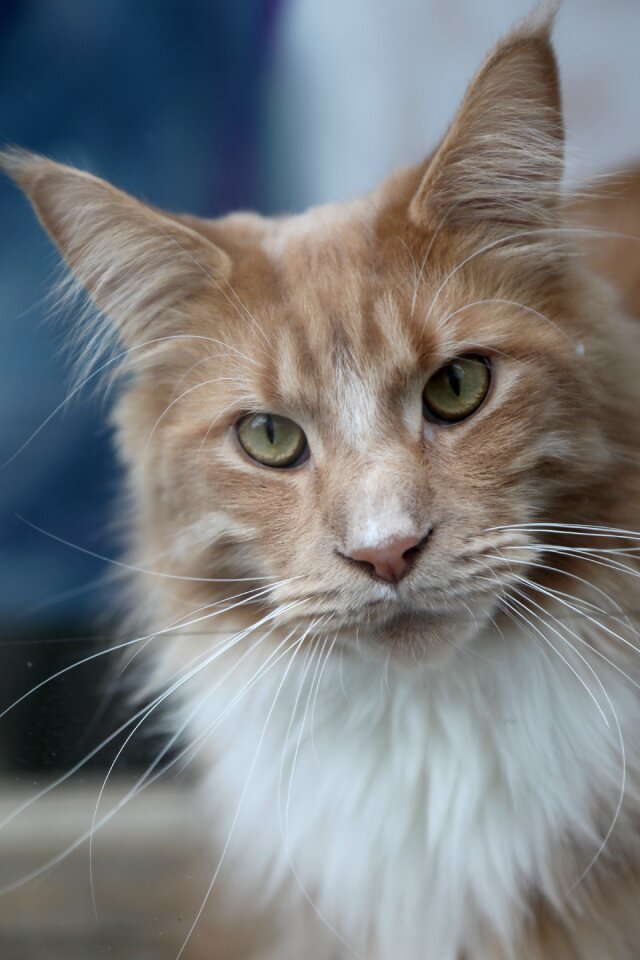Portrait pet fluffy