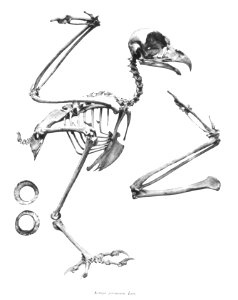 Ketupa javanensis 89