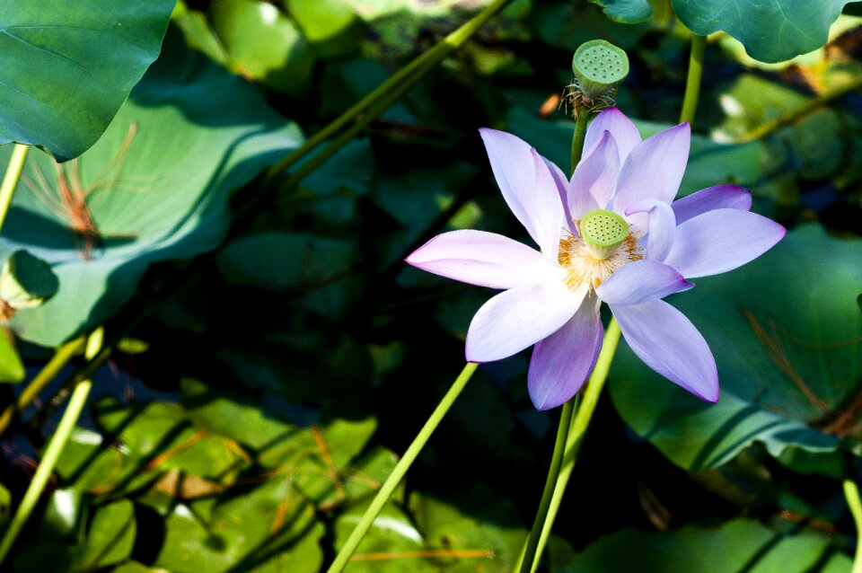 Lotus lotus leaf lotus root