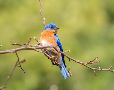 Little bird cure bird spring
