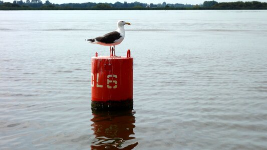 Lateral marking watermarkering setting of buoys