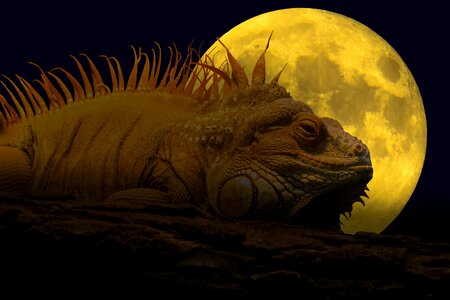 Reptile crawl scale