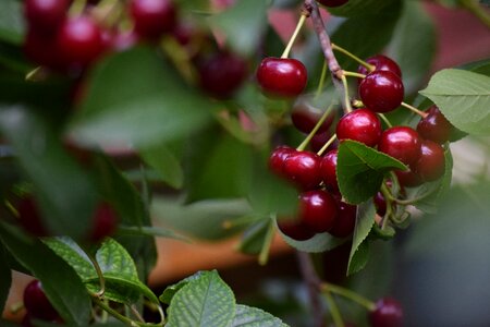 Cherry red healthy