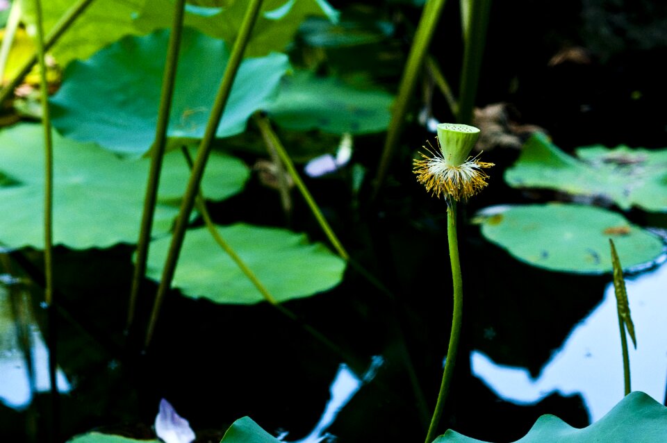 Lotus leaf lotus root green