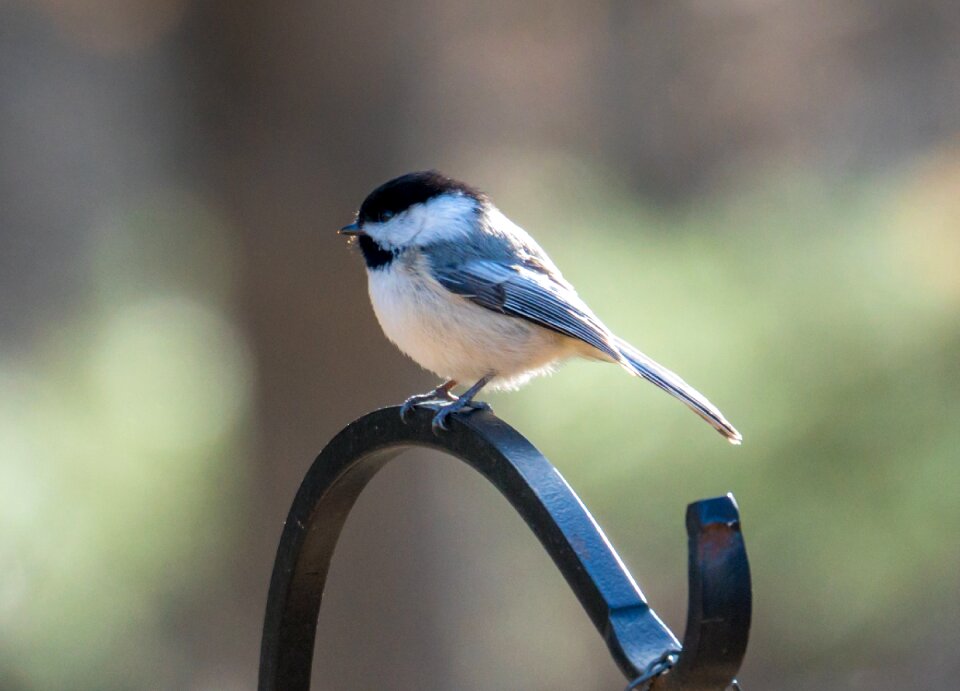 Little bird cure bird spring