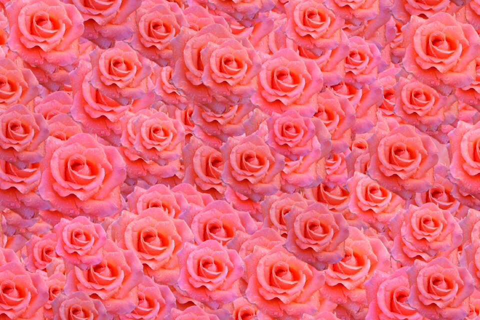 Ornament rose bright