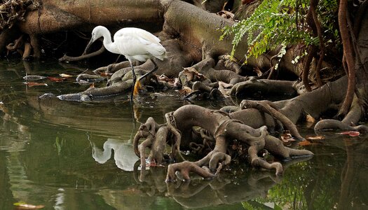 Heron pond taiwan photo