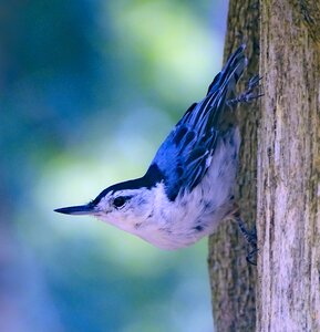 Little bird cure bird spring photo