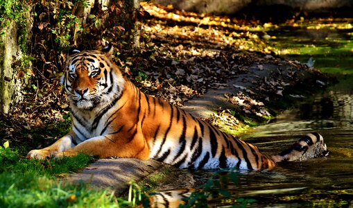 Beautiful dangerous big cat
