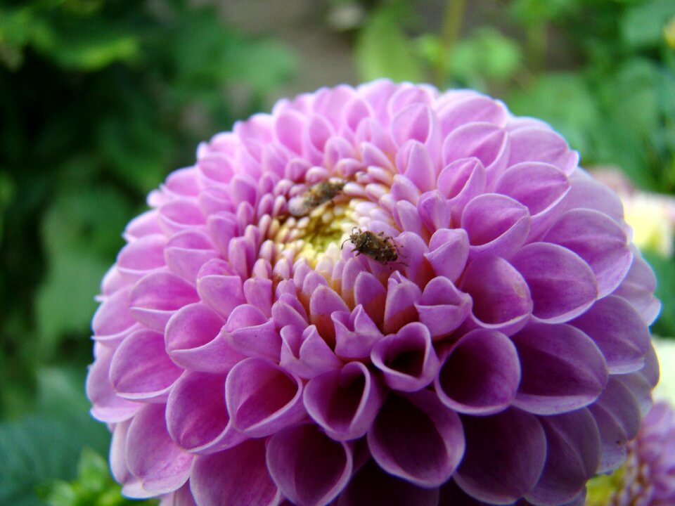 Blooms blooming flower purple flower