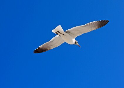 Seagulls bird flight