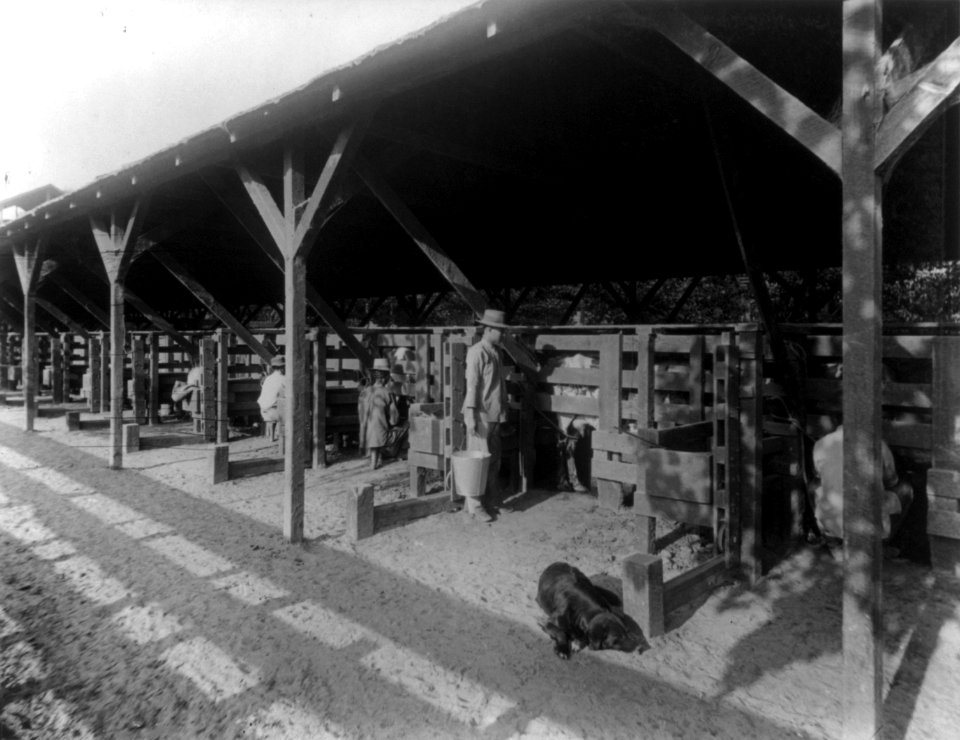 Kern Island Dairy. Kern County, CA cph.3b14487