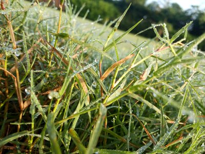Landscape green naturally