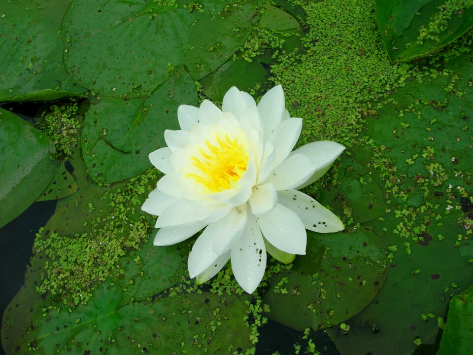 Lily pad flower pond
