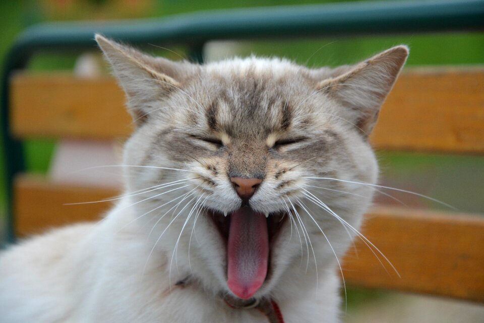 Pink tongue rough kitten language chat