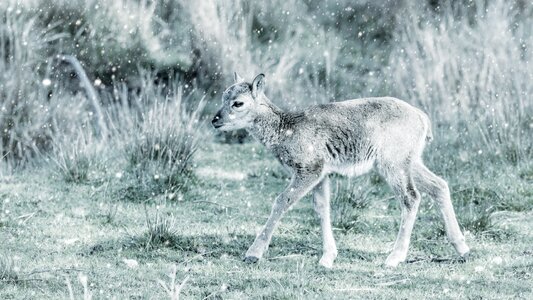 Snow animal world mammal