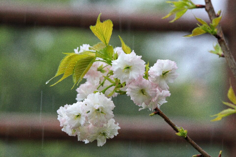Spring rain spring animated
