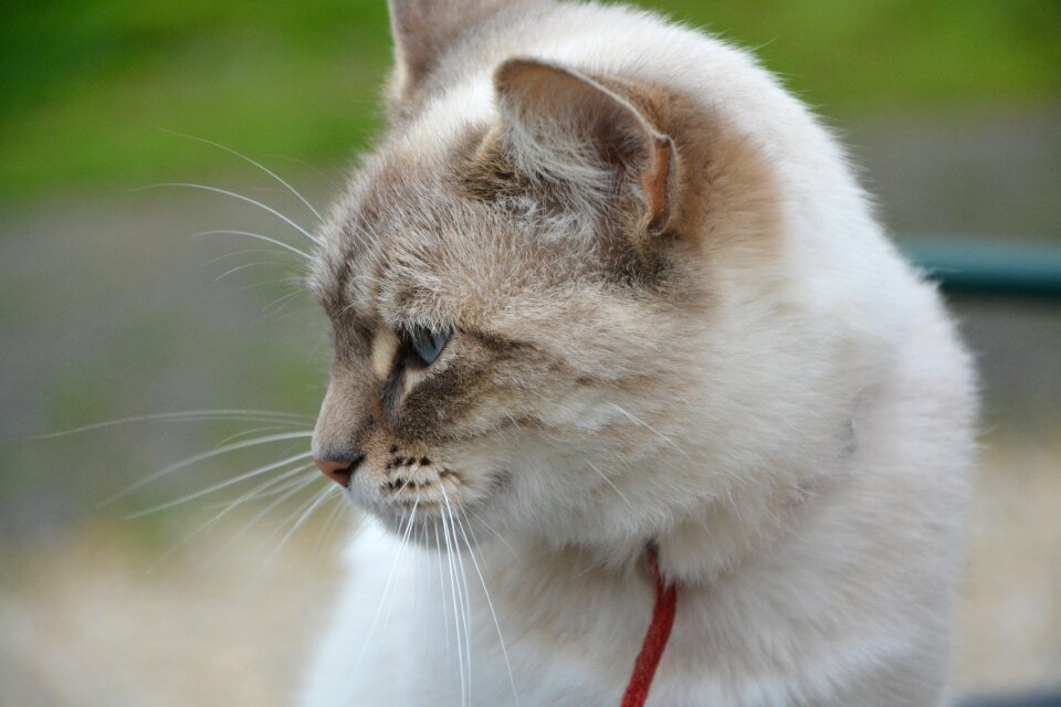 Blue eyes head profile cute