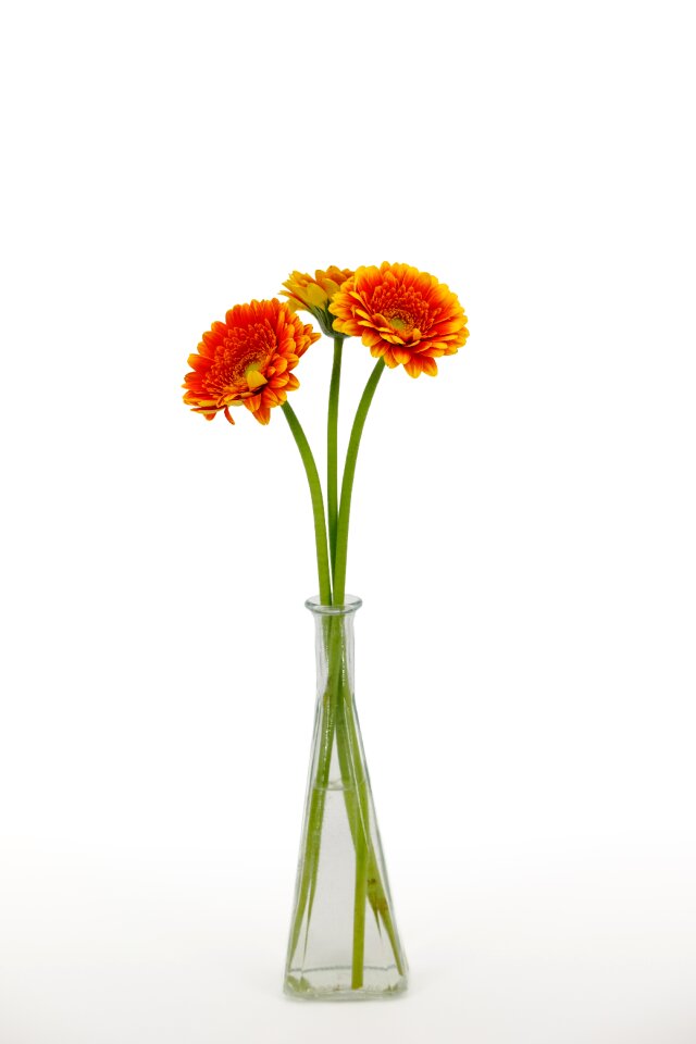 Bloom vase flower vase