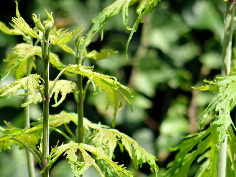 Leaves green nature