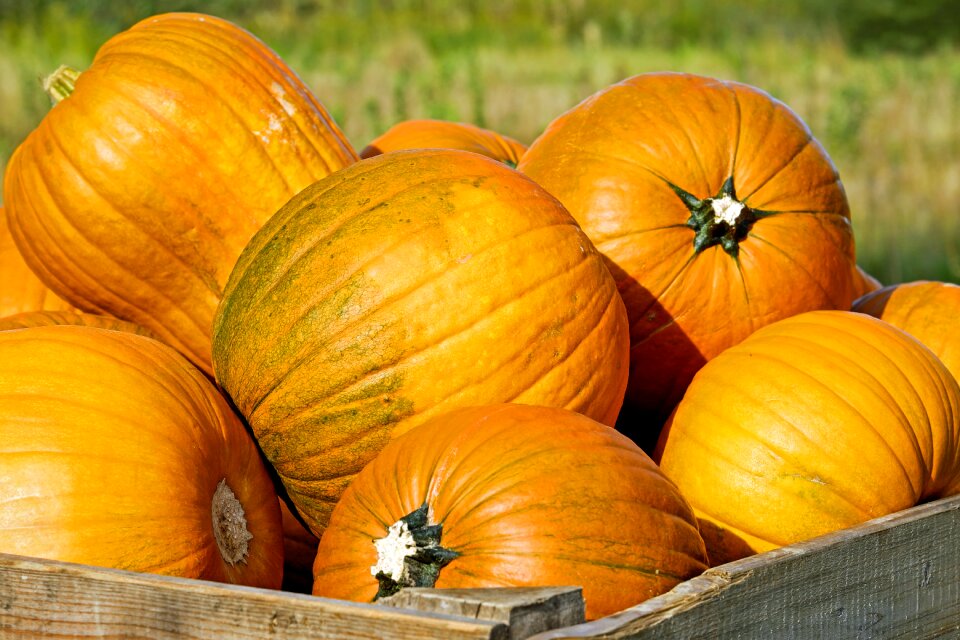 Orange autumn season