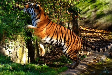 Beautiful dangerous big cat