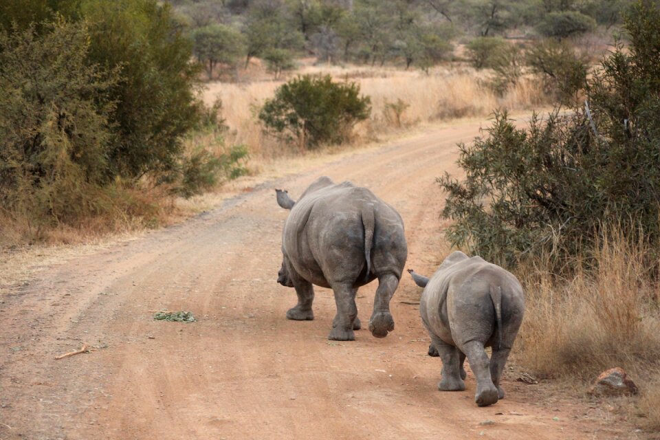 Travel safari animal