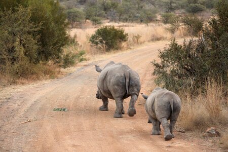 Travel safari animal