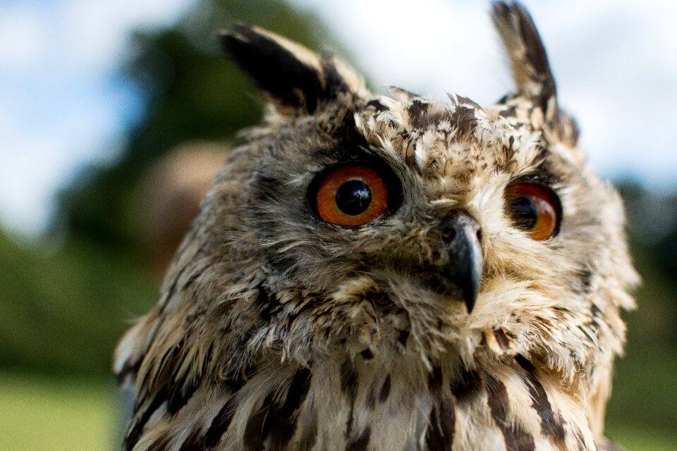 Hawking bird nature