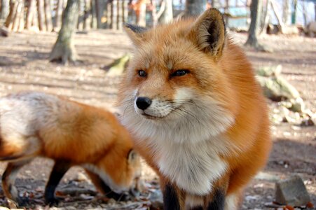 Fox animal also very