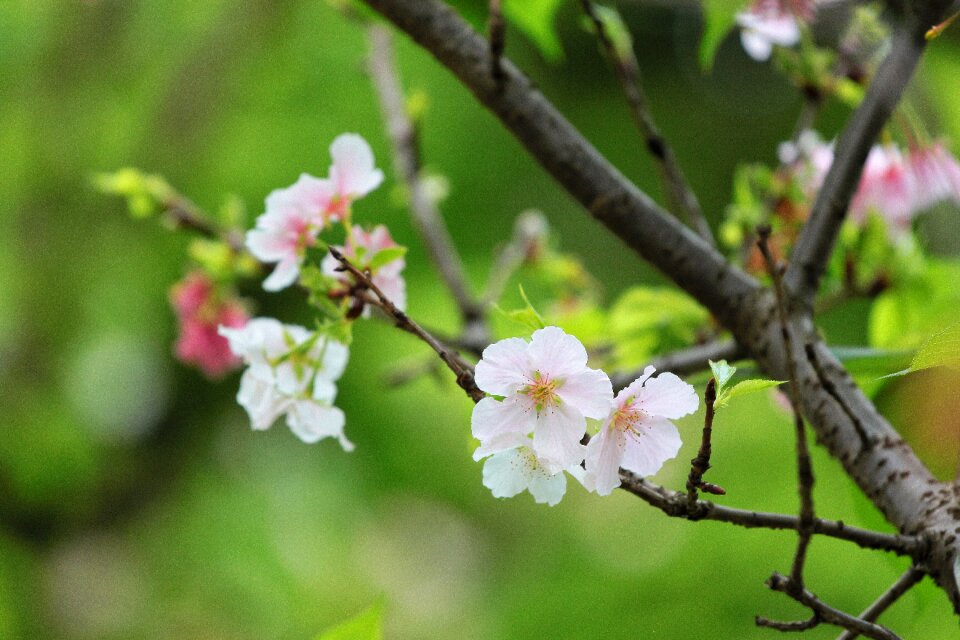 The big island of sakura spring animated