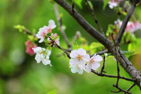 The big island of sakura spring animated