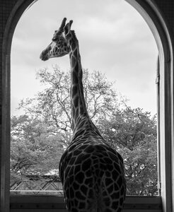 London zoo animal england