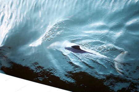 Waves whale dolphin photo