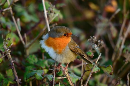 Tree outdoors robin photo