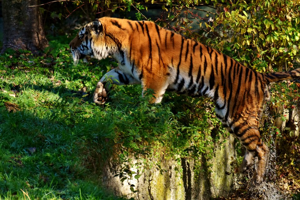 Water fur beautiful