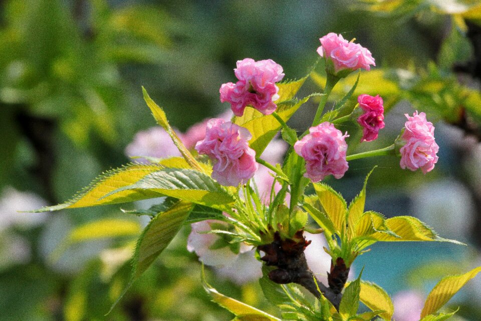Chrysanthemum cherry spring animated