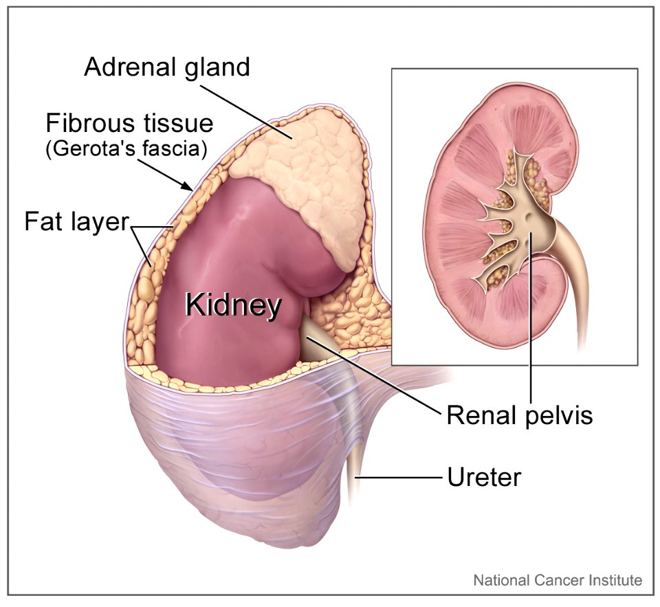 Kidney and adrenal gland