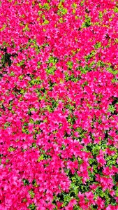 Plant blossom pink flowers