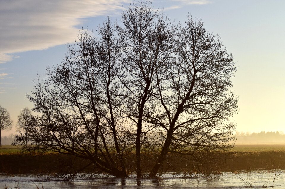 Fog haze deciduous tree