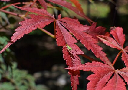 Animal japanese maple leaves tree