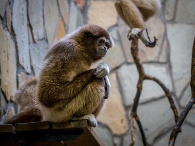 Living nature animals depression