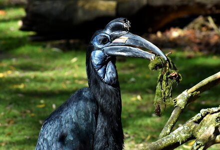Plumage zoo nature