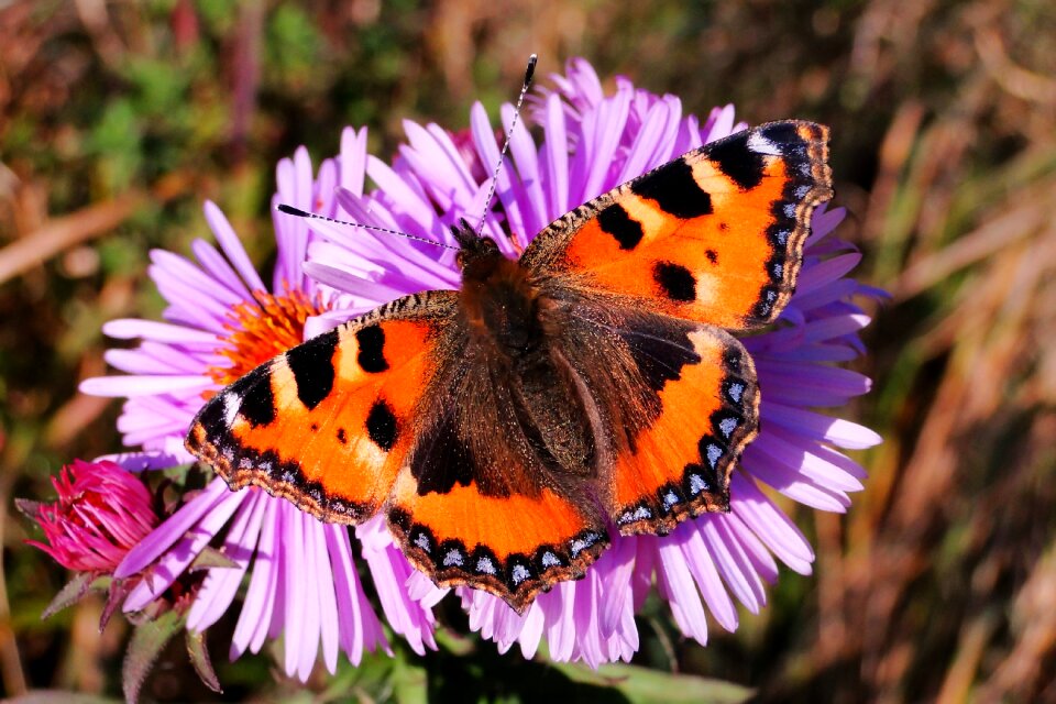 Plant summer butterfly day
