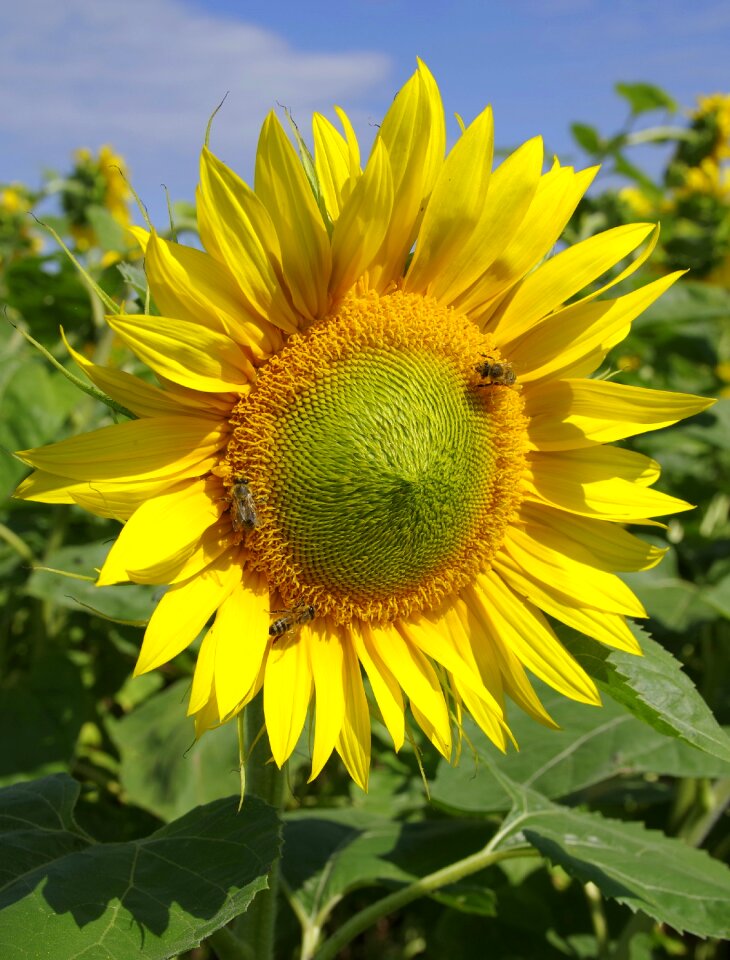 Yellow bees golden