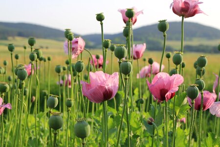 Poppy field landscape