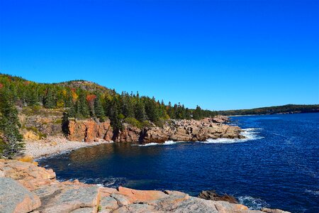 Pine trees maine nature